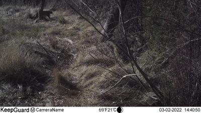 Medi Ambient avalua la presència del gat salvatge en els boscos de la Comunitat Valenciana gràcies al sistema de foto trampeig
